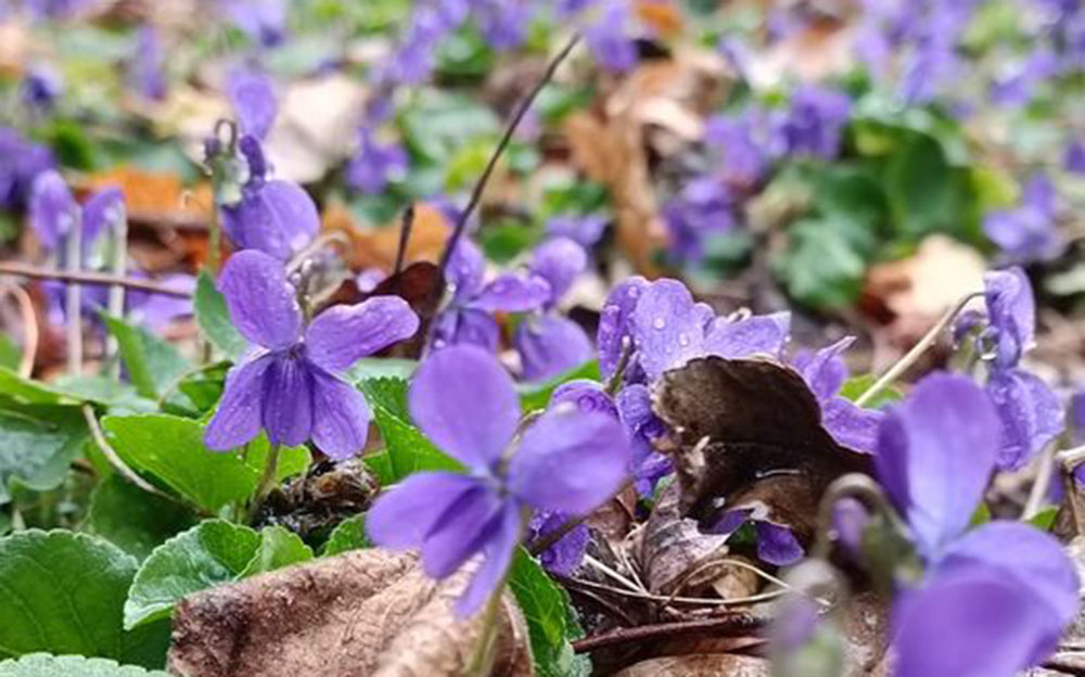 Meravigliosa fioritura di viole a Chianocco (Lauretta Olivero)